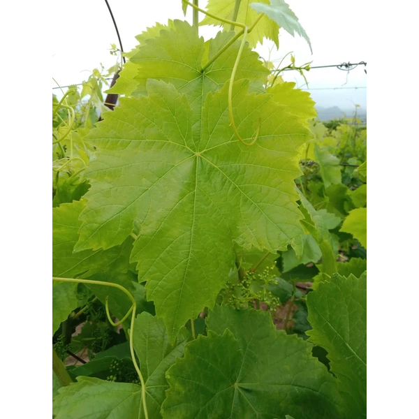 green grape leaves